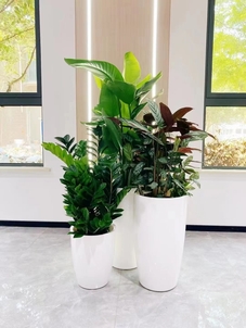 探寻鄞州盆景出租公司，让绿植为您的空间加分！